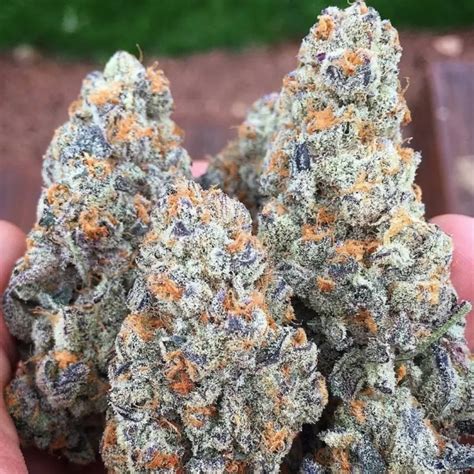 Each of these indoor strains provide an upper tier smoking experience for the hemp flower consumer. . High thca flower for sale